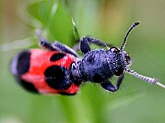 Checkered Beetle
